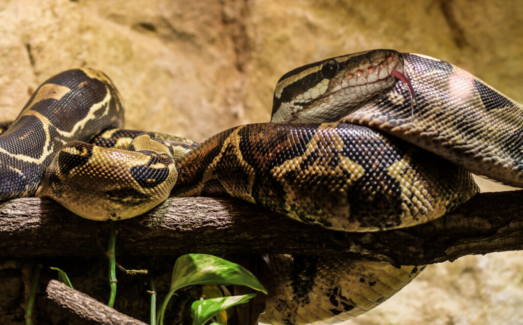 Boa slang