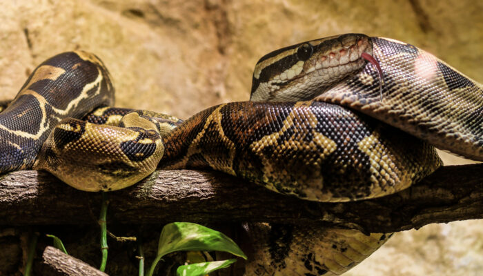 Boa slang