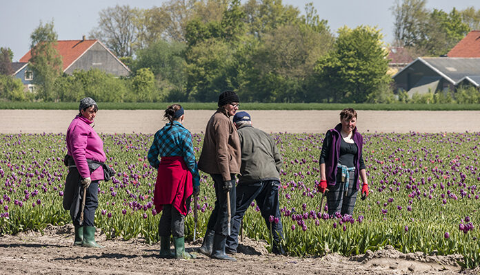 Arbeidsmigranten aan werk in tulpenvelden