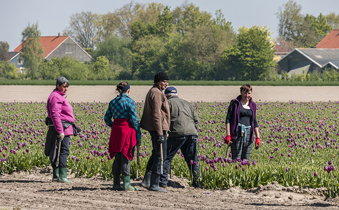 Arbeidsmigranten aan werk in tulpenvelden