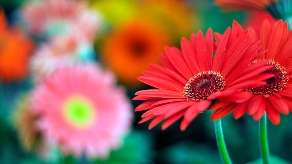 Bloemen