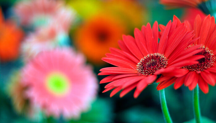 Bloemen